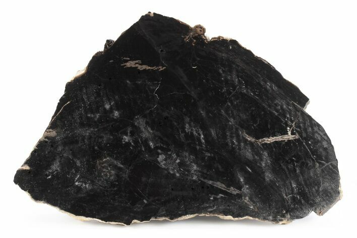 Triassic Petrified Wood (Conifer) Slab - Circle Cliffs, Utah #245588